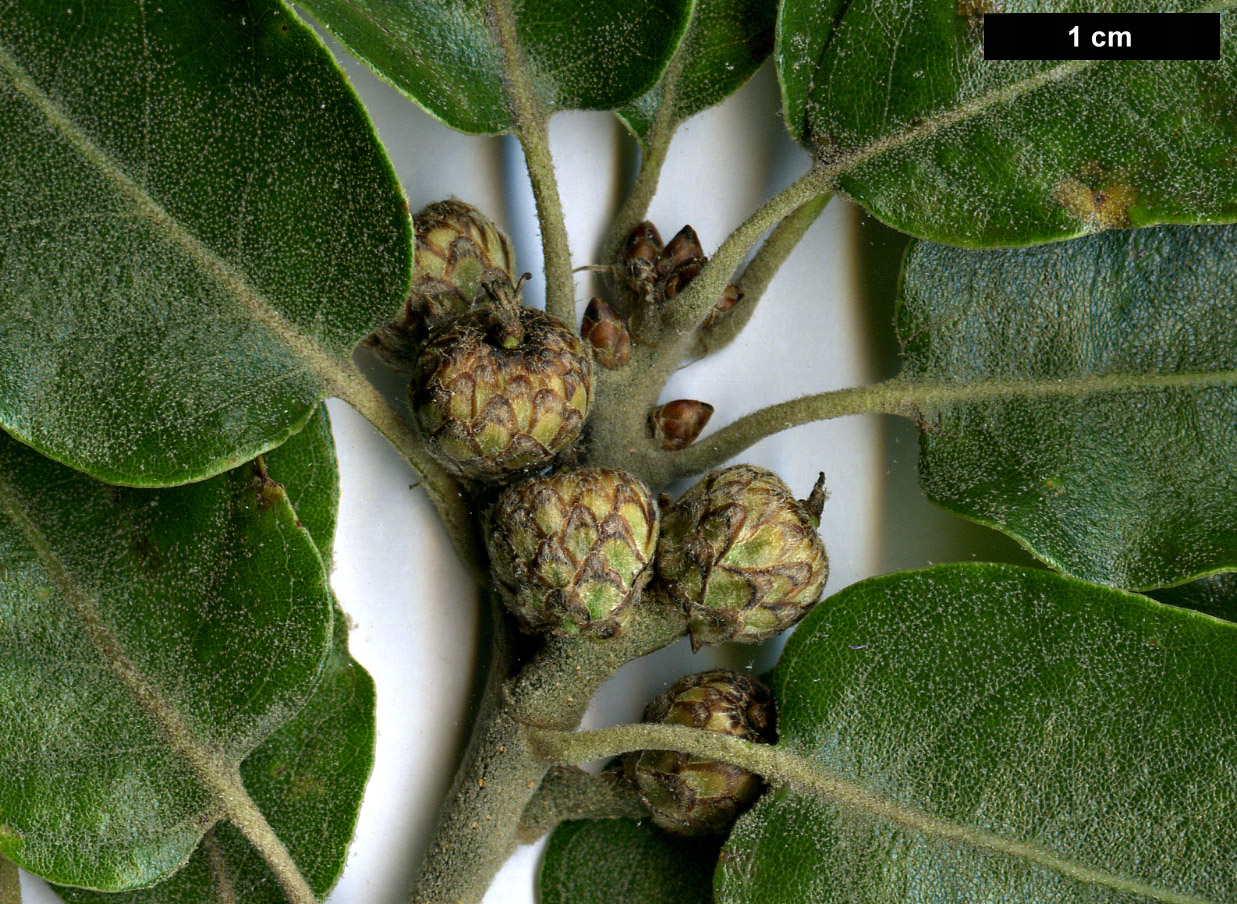 High resolution image: Family: Fagaceae - Genus: Quercus - Taxon: durifolia hybrid